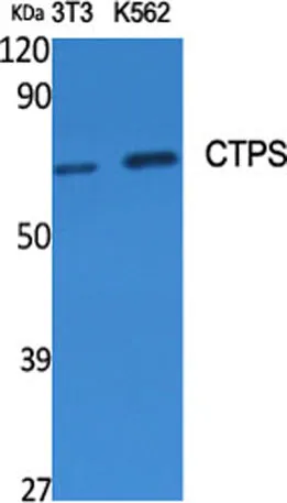 CTPS rabbit pAb - image 1