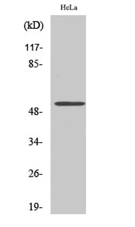 CUG-BP1 rabbit pAb - image 1
