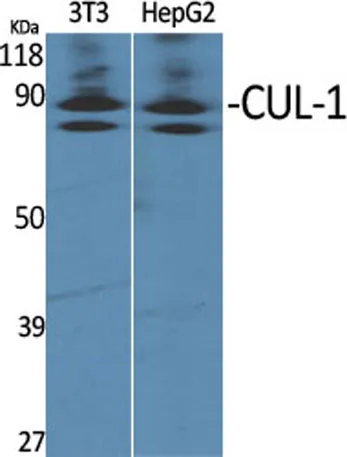 CUL-1 rabbit pAb