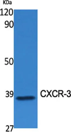 CXCR-3 rabbit pAb - image 1