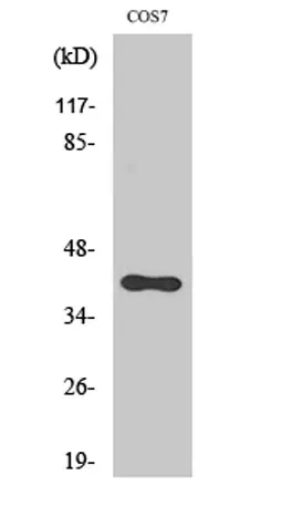 CXCR-7 rabbit pAb - image 1