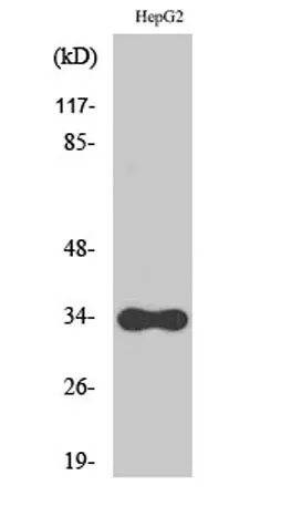 CYB5R3 rabbit pAb - image 1