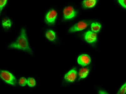 Cyclin A rabbit pAb - image 1