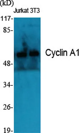 Cyclin A1 rabbit pAb - image 1