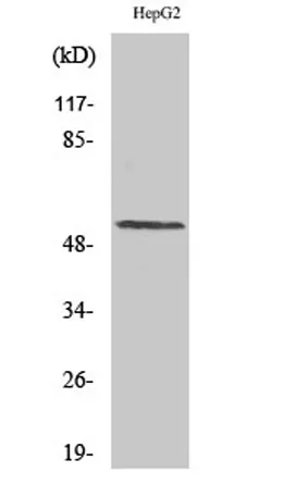 Cyclin L1 rabbit pAb - image 1