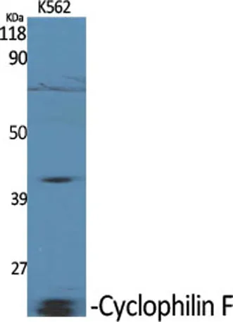 Cyclophilin F rabbit pAb - image 1