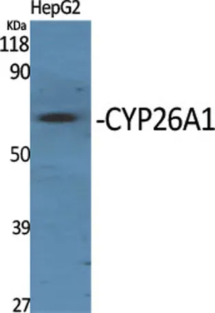 CYP26A1 rabbit pAb - image 1