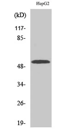 CYP2W1 rabbit pAb