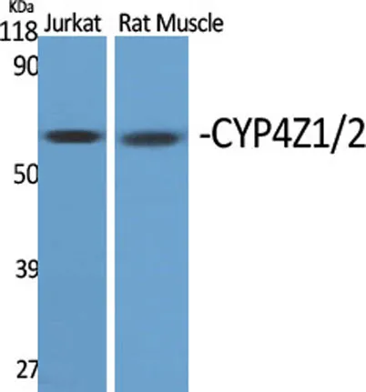 CYP4Z1/2 rabbit pAb - image 1