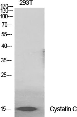 Cystatin C rabbit pAb - image 1