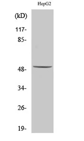 Cytokeratin 16 rabbit pAb