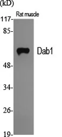 Dab1 rabbit pAb - image 1