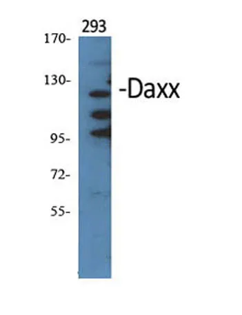 Daxx rabbit pAb - image 1