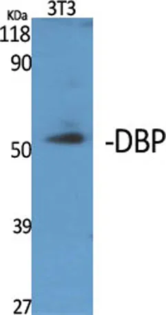 DBP rabbit pAb