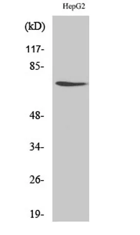 DDX3 rabbit pAb - image 1