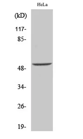 Desmin rabbit pAb - image 1