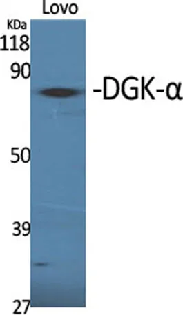 DGK-α rabbit pAb - image 1