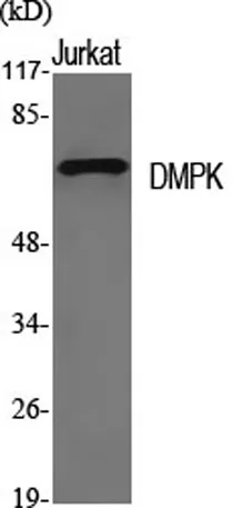 DMPK rabbit pAb