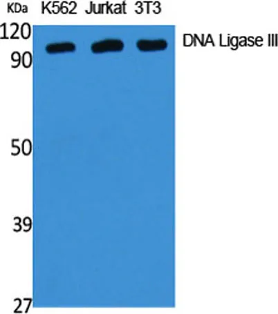 DNA Ligase III rabbit pAb