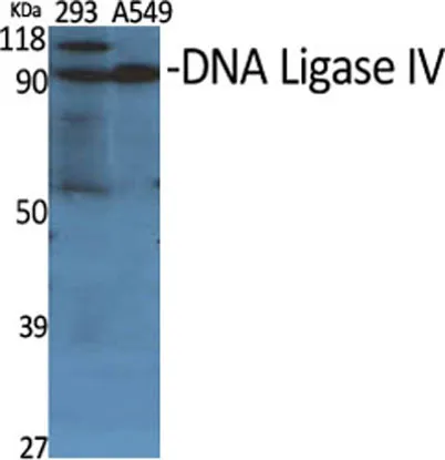 DNA Ligase IV rabbit pAb
