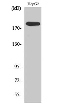 DNA pol α rabbit pAb