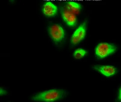 Dnmt3b rabbit pAb - image 1