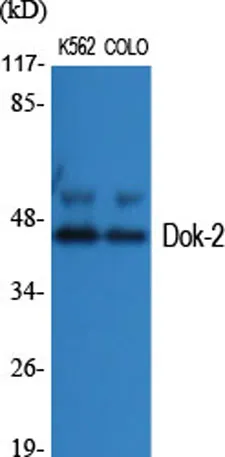 Dok-2 rabbit pAb - image 1