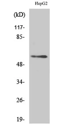 Dok-3 rabbit pAb - image 1