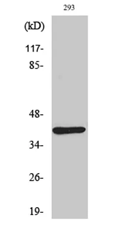 Dok-4 rabbit pAb - image 1