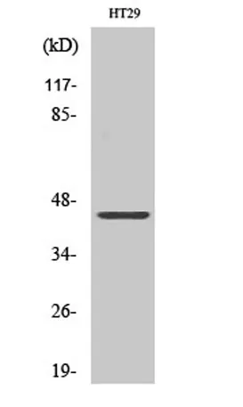 DPF2 rabbit pAb - image 1