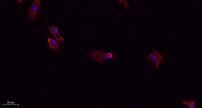 DRP1 rabbit pAb