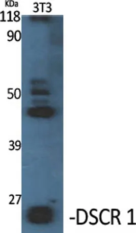DSCR 1 rabbit pAb - image 1