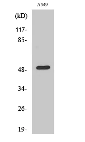 Dynactin 2 rabbit pAb