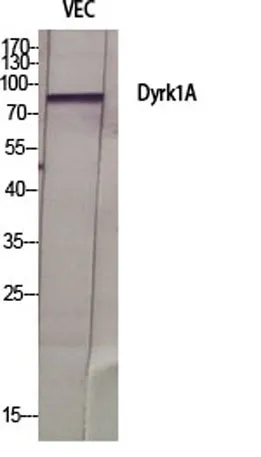 Dyrk1A rabbit pAb