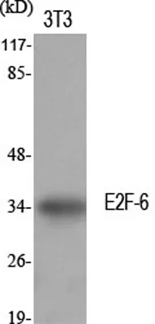 E2F-6 rabbit pAb - image 1