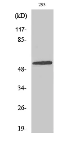 E4BP4 rabbit pAb - image 1