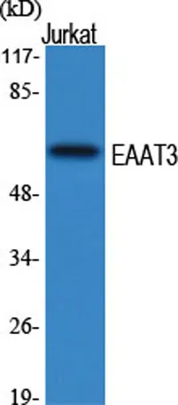 EAAT3 rabbit pAb - image 1
