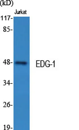 EDG-1 rabbit pAb - image 1