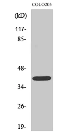 EDG-5 rabbit pAb - image 1