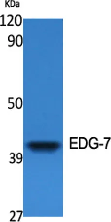 EDG-7 rabbit pAb - image 1