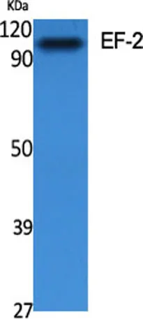 EF-2 rabbit pAb - image 1