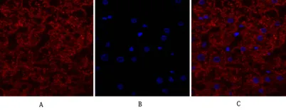EGFR rabbit pAb