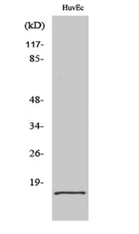 eIF5A2 rabbit pAb - image 1