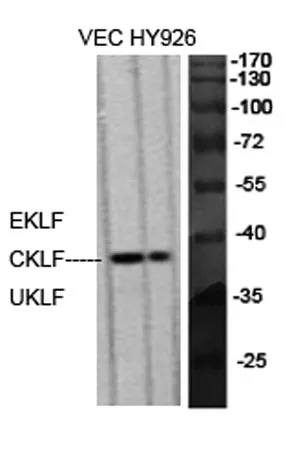 EKLF/CKLF/UKLF rabbit pAb - image 1