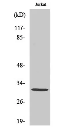 Elf-5 rabbit pAb - image 1