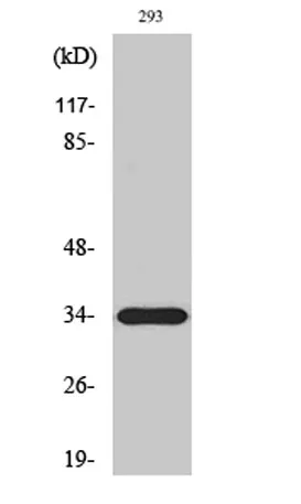 ELOVL6 rabbit pAb