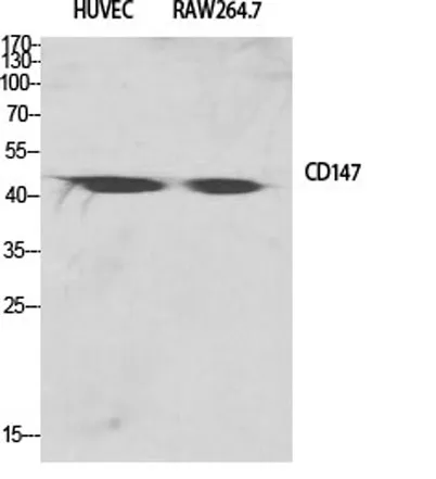 EMMPRIN rabbit pAb - image 1