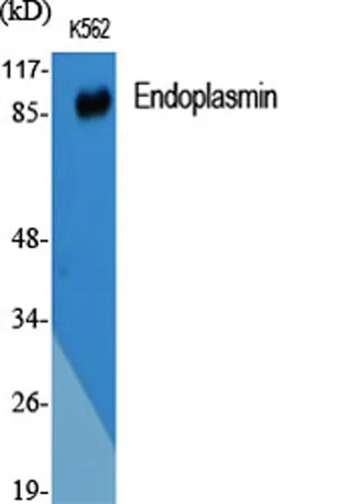 Endoplasmin rabbit pAb - image 1