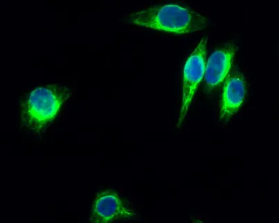 Enolase rabbit pAb - image 1
