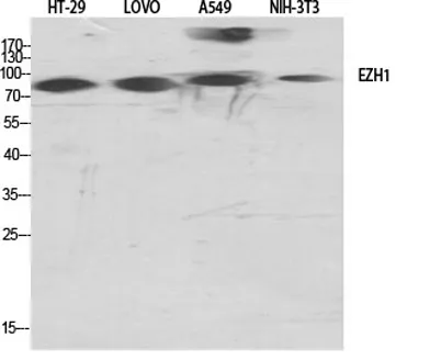 ENX-2 rabbit pAb - image 1